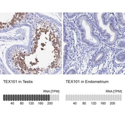 TEX101 Antibody, Novus Biologicals 0.1mL; Unlabeled:Antibodies, Polyclonal